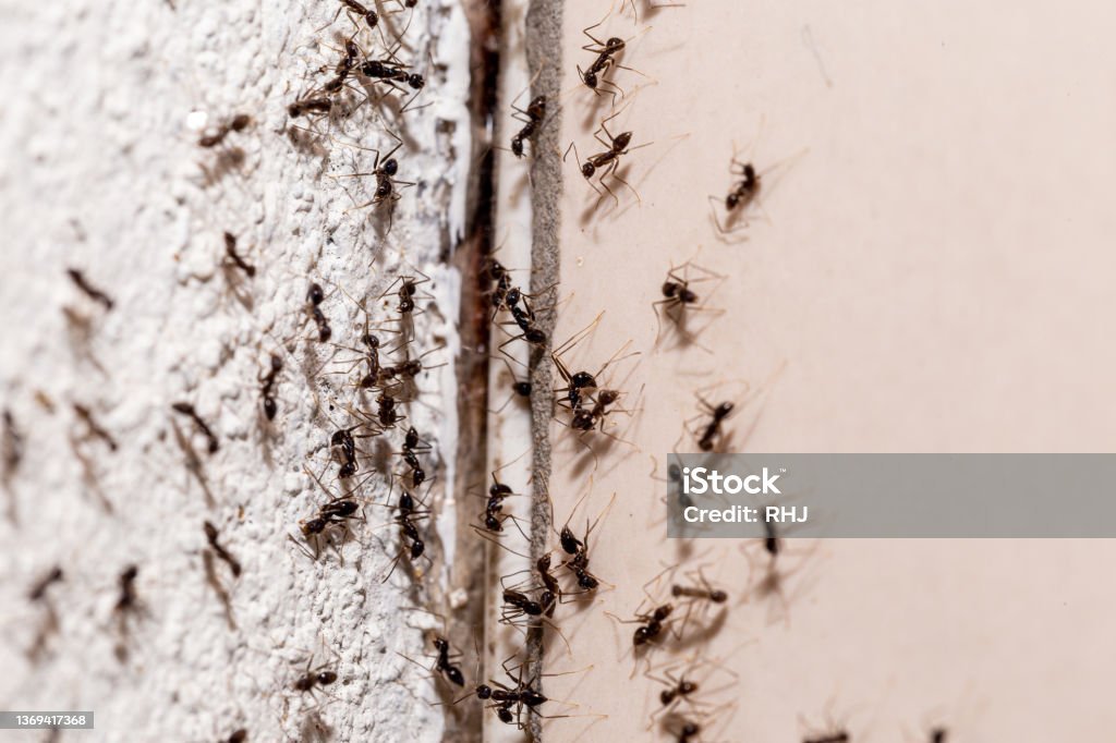 Bugs on the wall, coming out through crack in the wall, sweet ant infestation