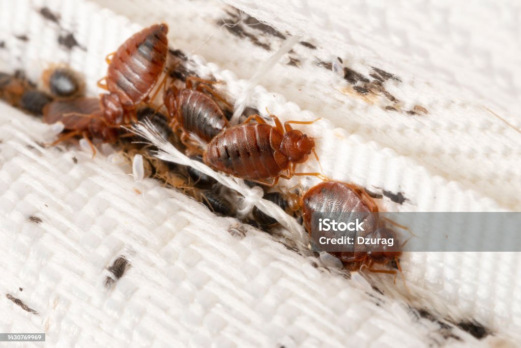 Bedbugs colony on the matress cloth macro
