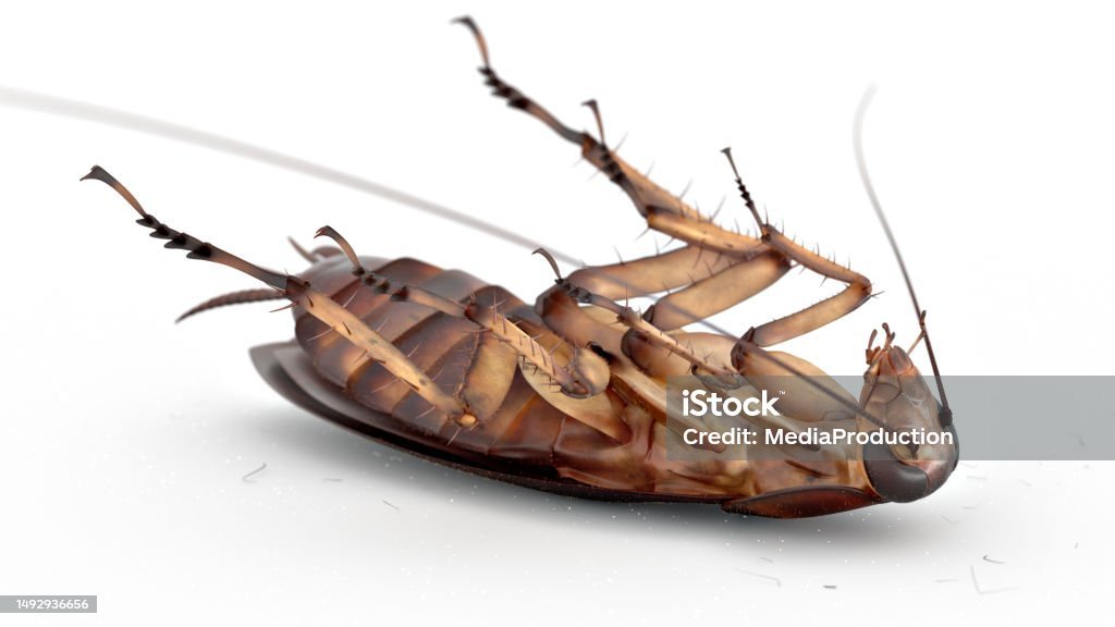 Dead cockroach